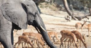 Africa and The Charm of The Chobe