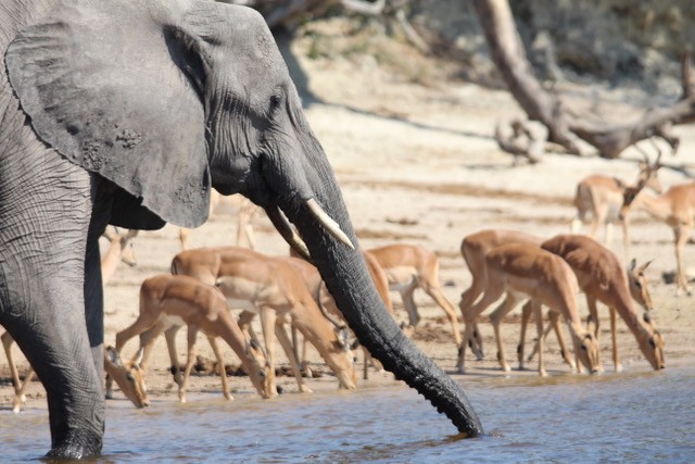 africa1